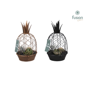 Green Bottle Isabella Small met Tillandsia