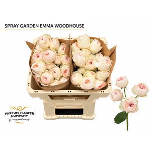 Rosa Spray Garden Emma Woodhouse