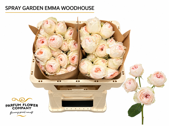 <h4>Rosa Spray Garden Emma Woodhouse</h4>