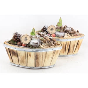 arr4 Amaryllis PL - Hout kano 338/4