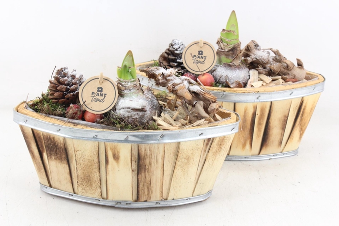 <h4>arr4 Amaryllis PL - Hout kano 338/4</h4>