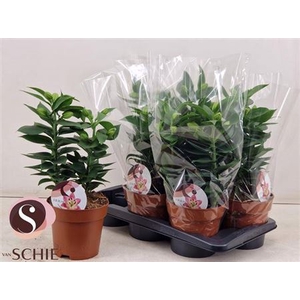 Lilium Oriental Grp 'Souvenir'