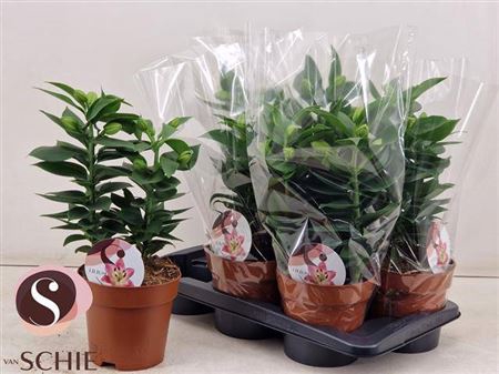 <h4>Lilium Oriental Grp 'Souvenir'</h4>