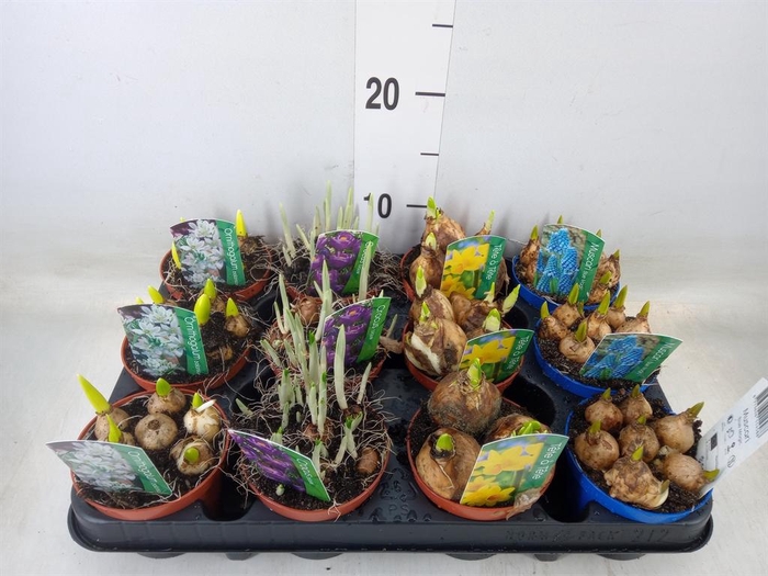 <h4>Bolbloemen   ...mix</h4>