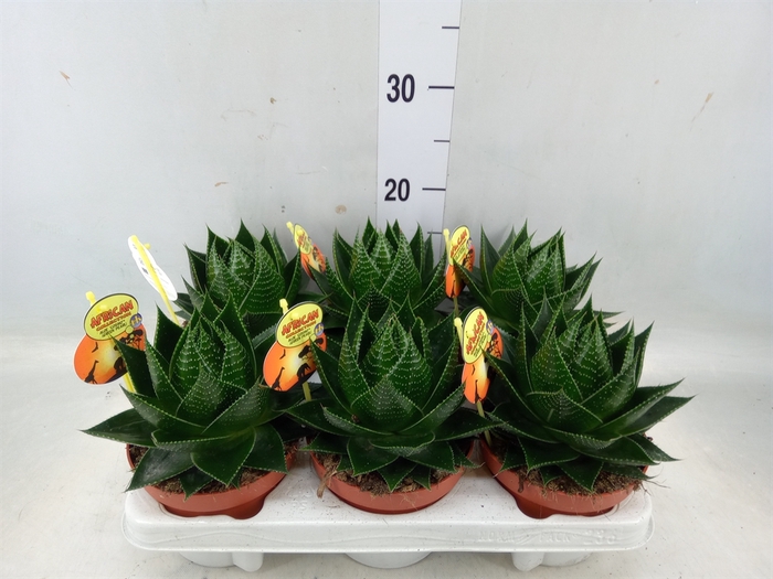 <h4>Aloe aristata 'Cosmo'</h4>