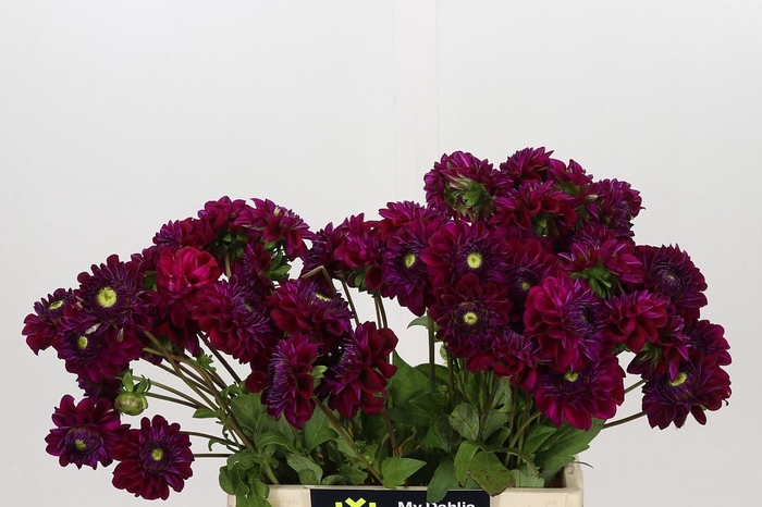 <h4>Dahlia Henk Riverdale</h4>