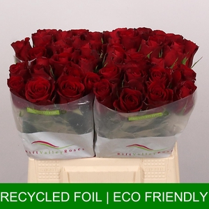 R GR RED PROMISE