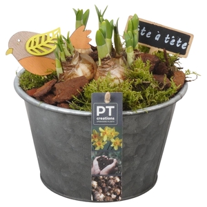 Arr.  Narcissus Tete Tete L%