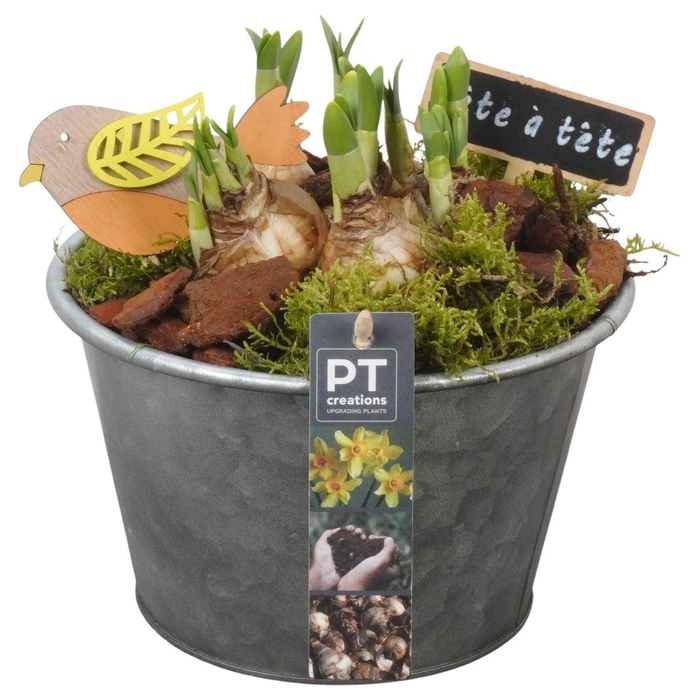 <h4>Arr.  Narcissus Tete Tete L%</h4>