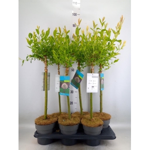 Salix integra 'Hakuro Nishiki'