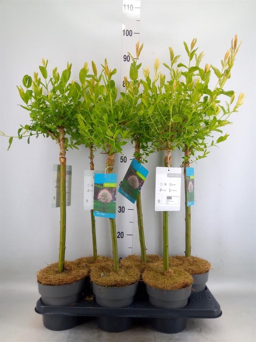 <h4>Salix integra 'Hakuro Nishiki'</h4>