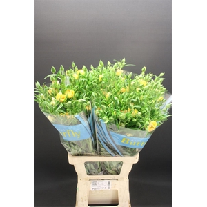 Ran Butterfly Lotis 70cm