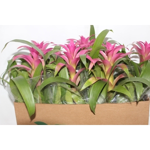 GUZMANIA VOILA P14