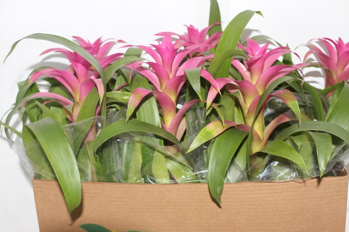 <h4>GUZMANIA VOILA P14</h4>