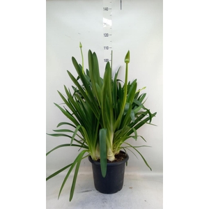 Agapanthus  'Big White'