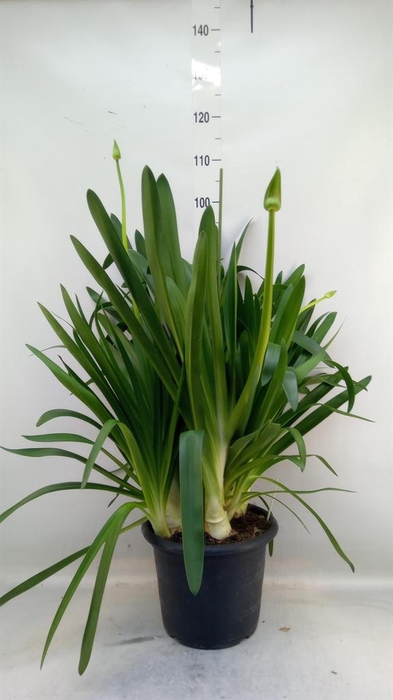 <h4>Agapanthus  'Big White'</h4>