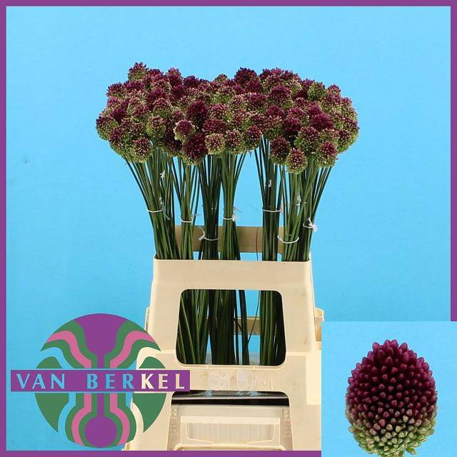 <h4>Allium sphaerocephalon (bullit)</h4>