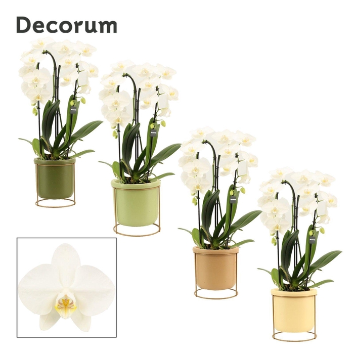 <h4>Phalaenopsis cascade 2 tak wit in Lynn (Silent moods-collection)</h4>