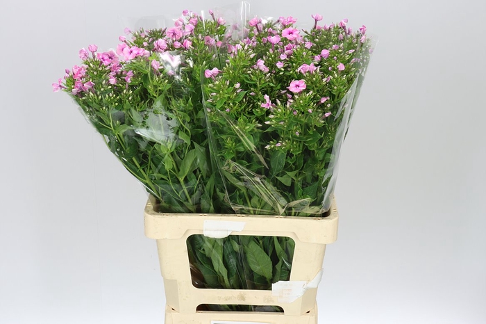 <h4>Phlox P Kiki Cerise</h4>