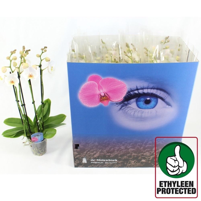 <h4>PHAL AN FOLKESTONE</h4>