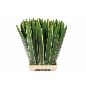 Phormium tenax 'Variegatum'