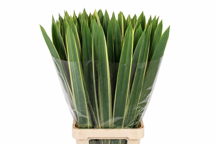 <h4>Phormium tenax 'Variegatum'</h4>