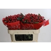 Hypericum True Romance