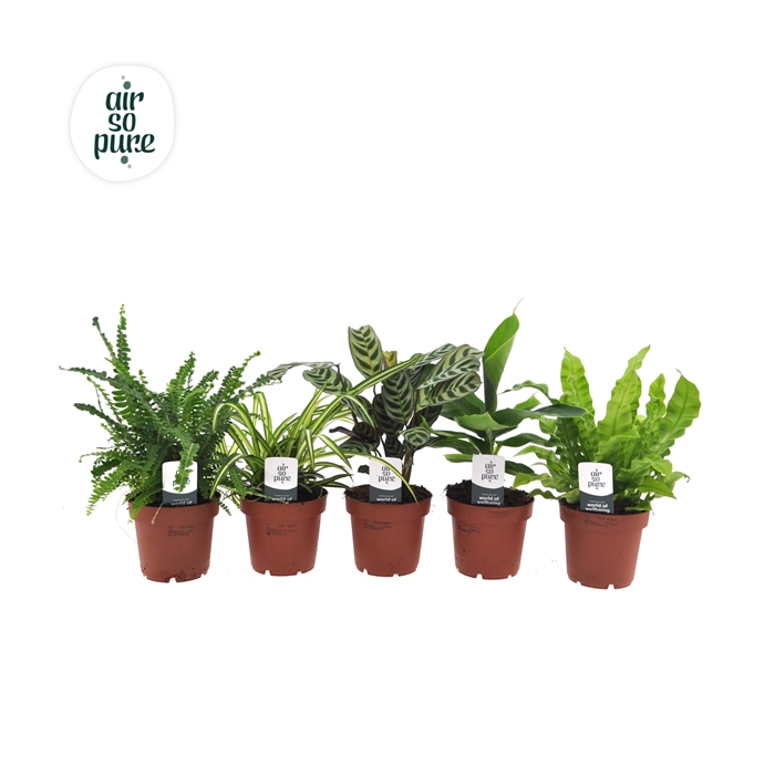 <h4>Air so pure mix VDE</h4>