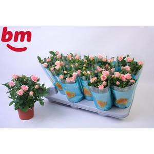 Rosa Baby Jewel Beau Monde Light Pink