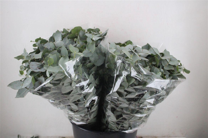 <h4>Cinerea Short 150gr</h4>