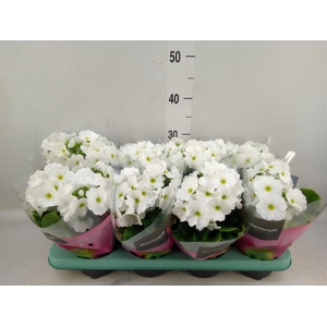 Primula obcon. 'Touch Me White'