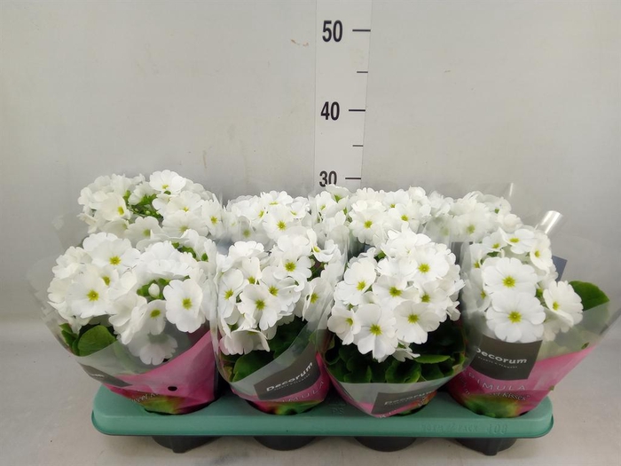 <h4>Primula obcon. 'Touch Me White'</h4>