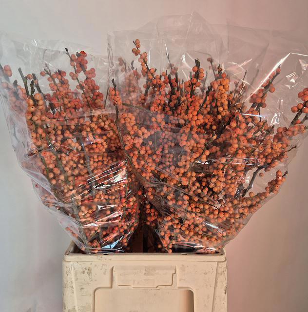 <h4>ILEX LA RANGE</h4>