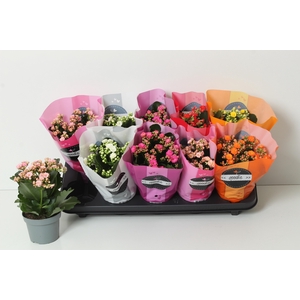 KAL GE PERF GEM 6 KL