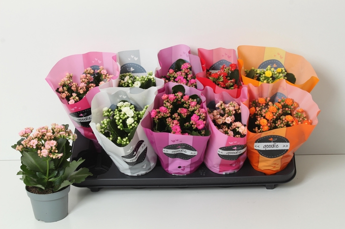 <h4>KAL GE PERF GEM 6 KL</h4>