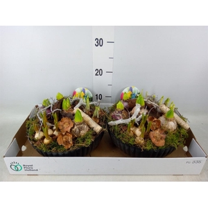 Arr.   Bol/Knolgewas L%