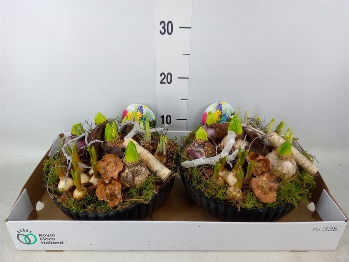 <h4>Arr. Bol/Knolgewas L%</h4>