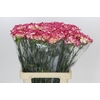 Dianthus St Supersic