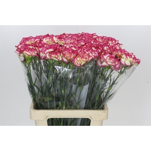 Dianthus St Supersic