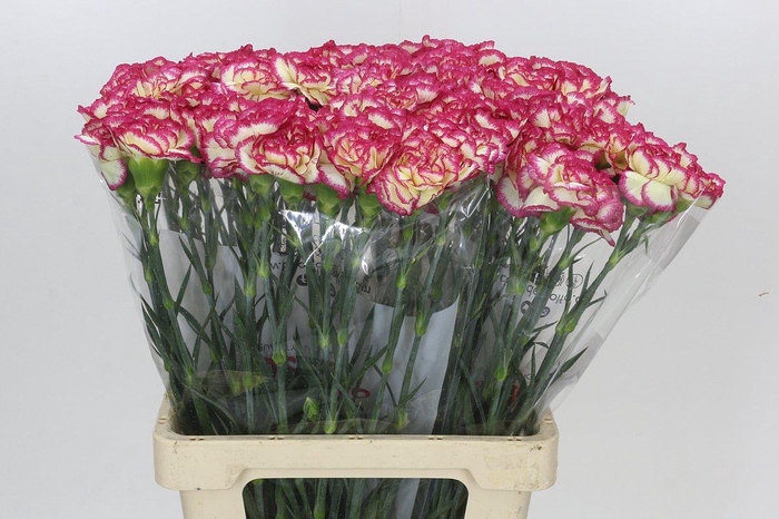 <h4>Dianthus St Supersic</h4>