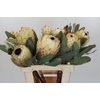 Protea Barbigera Ice Queen