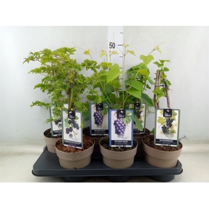 Fruitplanten   ...fruitheesters