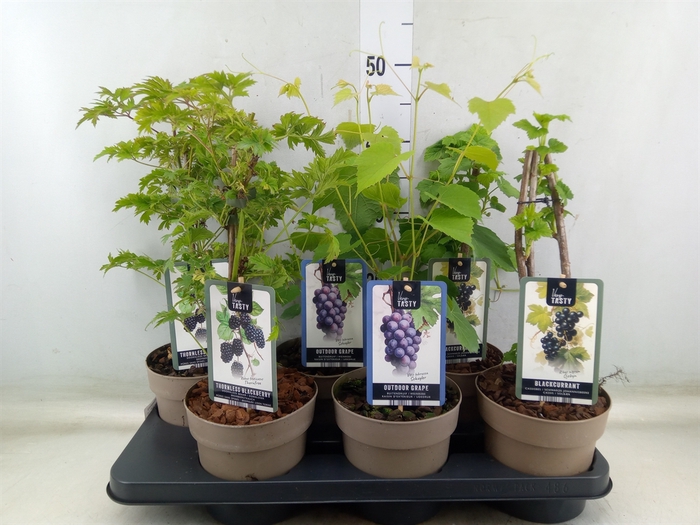 <h4>Fruitplanten   ...fruitheesters</h4>