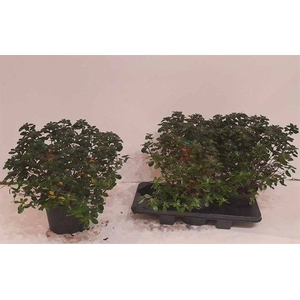 Rhododendron Japanse Azalea Hino-crimson 19Ø 44cm