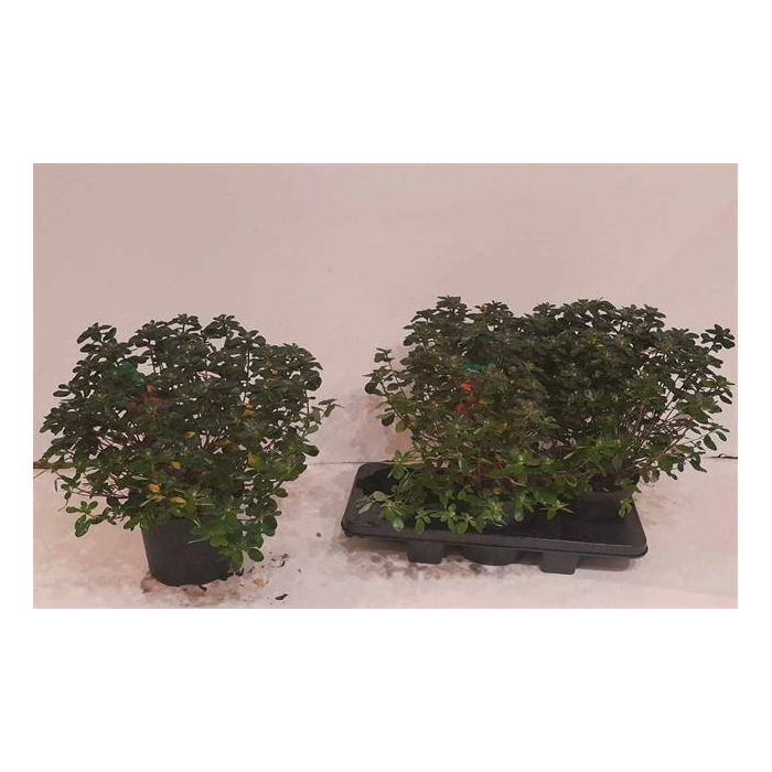 <h4>Rhododendron Japanse Azalea Hino-crimson 19Ø 44cm</h4>