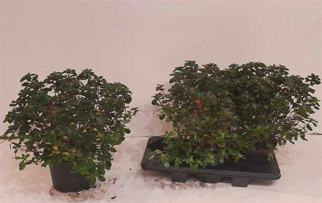 Rhododendron Japanse Azalea Hino-crimson 19Ø 44cm