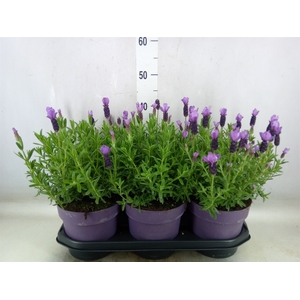 Lavandula stoec. 'Anouk'