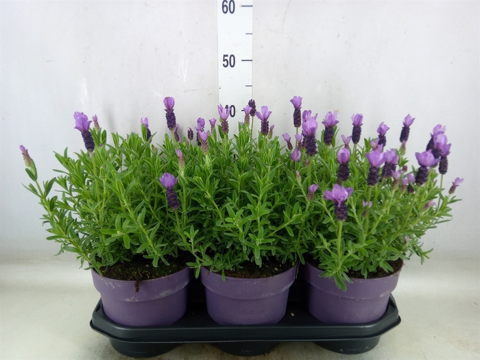 <h4>Lavandula stoec. 'Anouk'</h4>