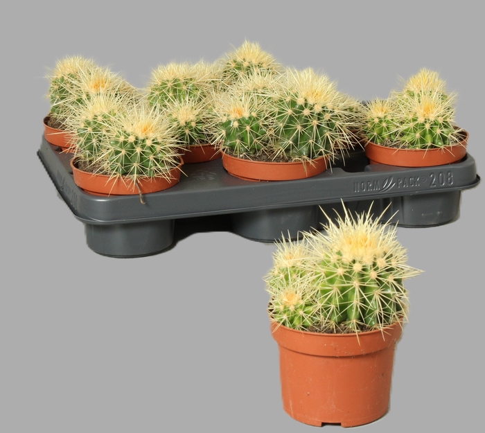 <h4>ECHINOC GRUSONII</h4>