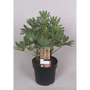 Lupinus 'West Country' Manhatten Lights - 23 cm